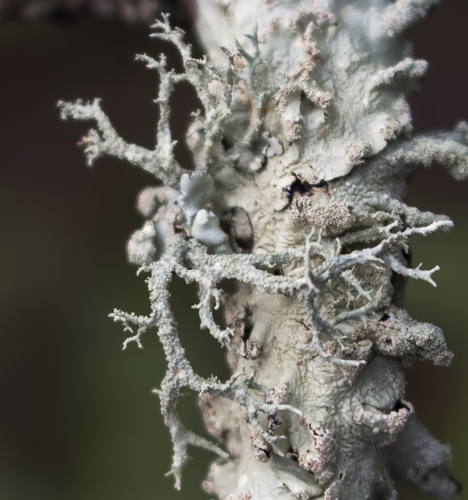 Boreal Oakmoss (Evernia mesomorpha)