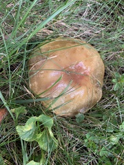Suillus brevipes