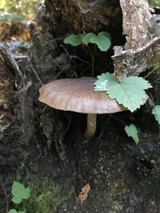 Pluteus exilis