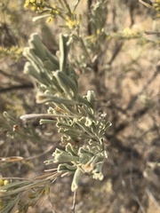 Artemisia tripartita
