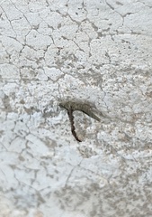 Callibaetis pictus