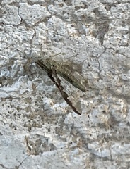 Callibaetis pictus