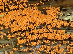 Hemitrichia decipiens