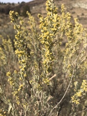 Artemisia tripartita