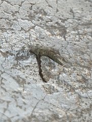 Callibaetis pictus