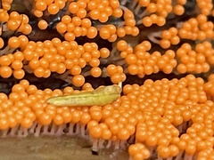 Hemitrichia decipiens