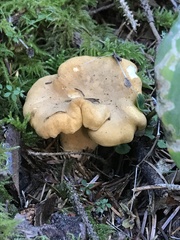 Cantharellus formosus
