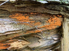 Hemitrichia decipiens