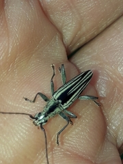 Navomorpha sulcata