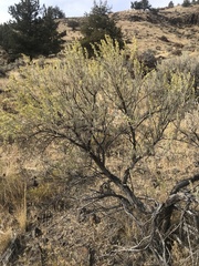 Artemisia tripartita