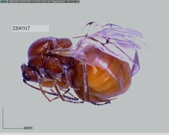 Andricus quercuscalifornicus