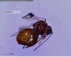 Andricus quercuscalifornicus