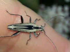 Navomorpha sulcata