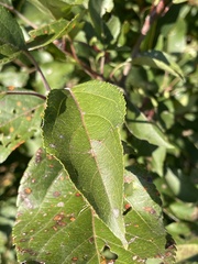 Malus prunifolia