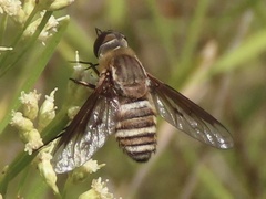 Exoprosopa brevirostris