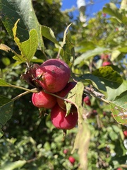 Malus prunifolia