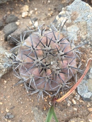 Copiapoa echinoides