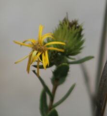 Grindelia lanceolata