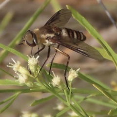 Exoprosopa brevirostris