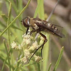 Exoprosopa brevirostris
