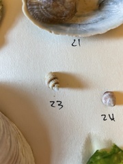 Ilyanassa trivittata