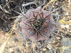 Copiapoa echinoides