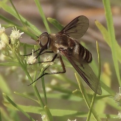 Exoprosopa brevirostris