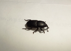 Scyphophorus acupunctatus