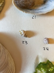 Ilyanassa trivittata