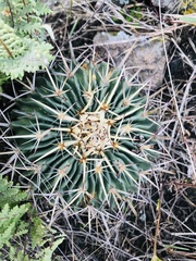 Echinofossulocactus crispatus