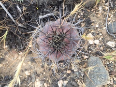 Copiapoa echinoides