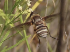 Exoprosopa brevirostris