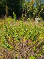 Hypericum microsepalum