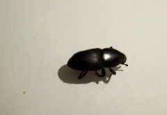 Scyphophorus acupunctatus