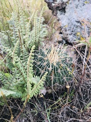 Echinofossulocactus crispatus