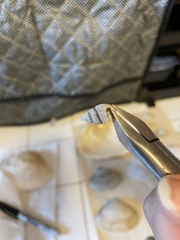 Ilyanassa trivittata