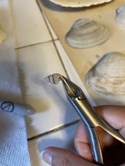 Ilyanassa trivittata