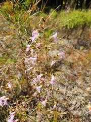 Dicerandra fumella