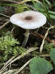 Lepiota flammeotincta