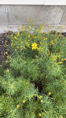 Coreopsis verticillata