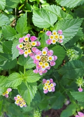 Lantana camara