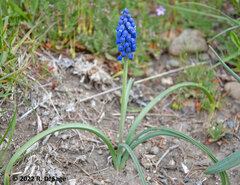 Muscari