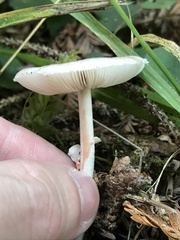 Lepiota flammeotincta