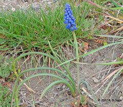 Muscari