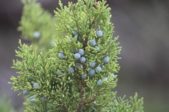Juniperus ashei