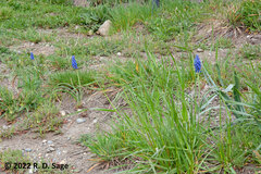 Muscari