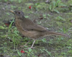 Turdus