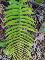 Polystichum munitum