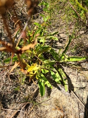 Penstemon multiflorus