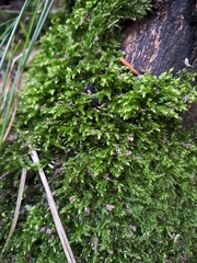 Brachythecium rutabulum